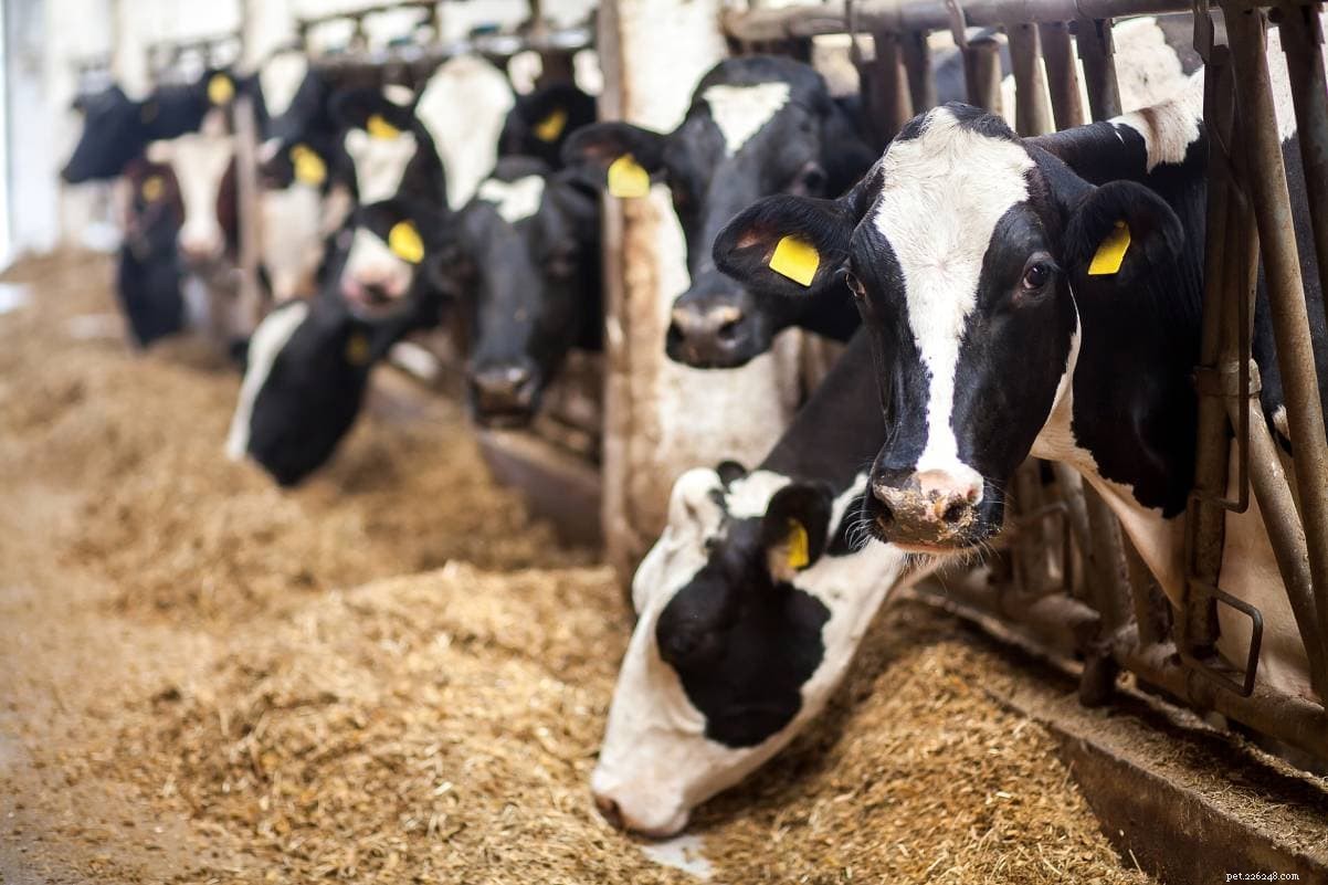 2022: Texas Tops U.S. States in Cattle Production