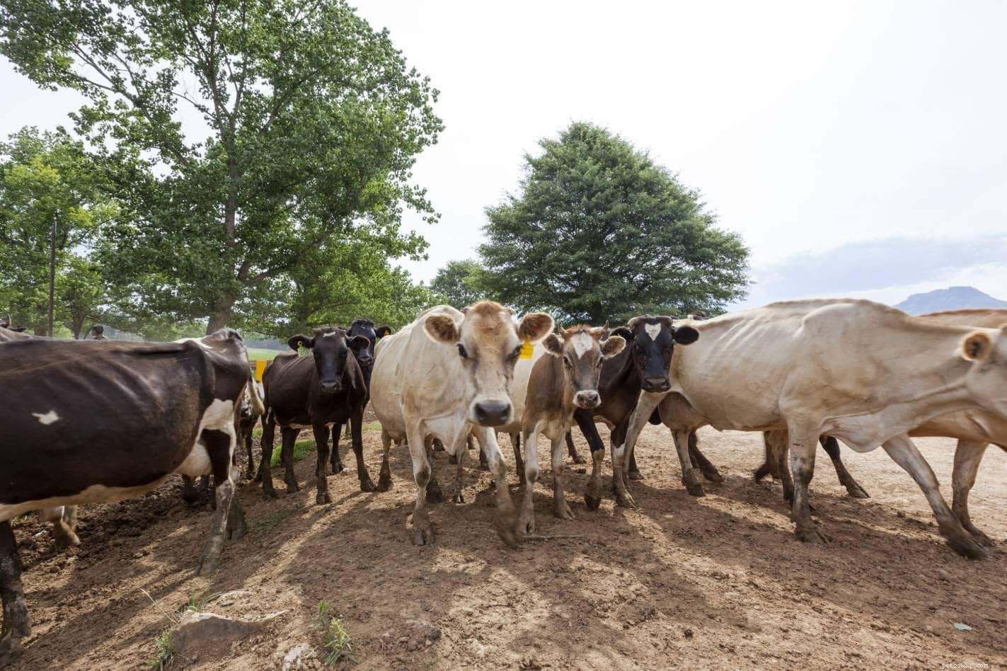 Discover the Drakensberger: South Africa’s Versatile Beef & Milk Cattle