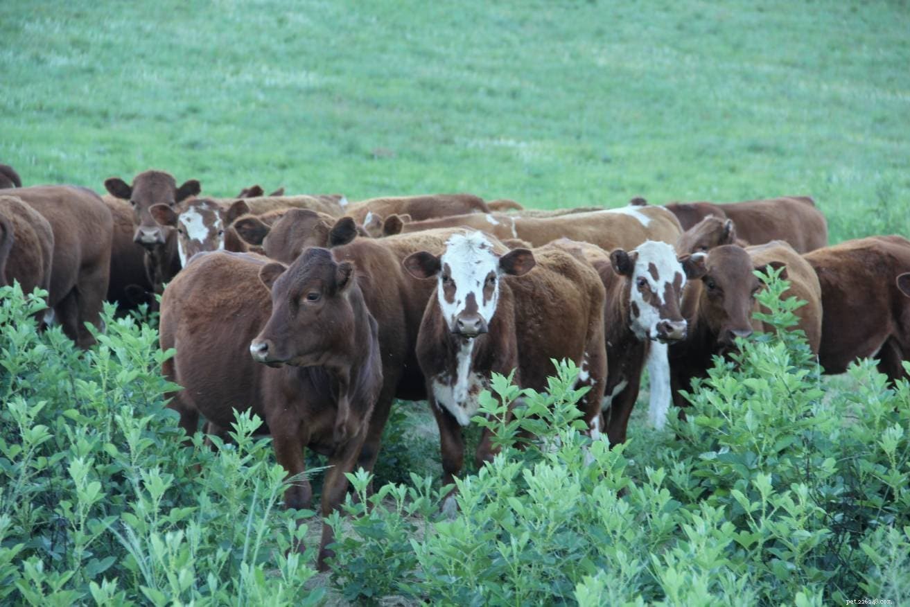 Discover the Drakensberger: South Africa’s Versatile Beef & Milk Cattle