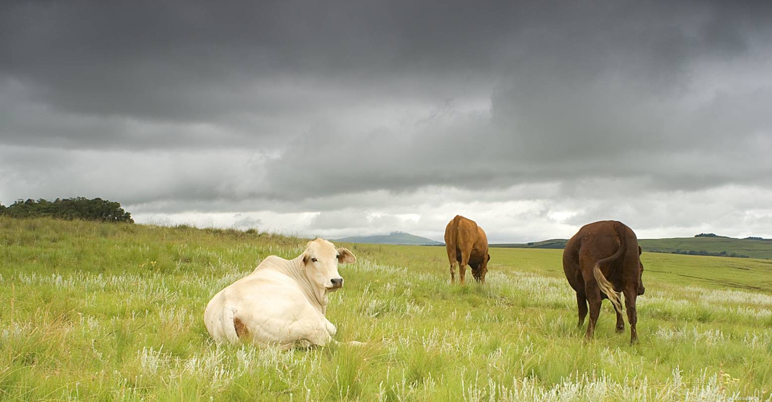 Discover the Drakensberger: South Africa’s Versatile Beef & Milk Cattle