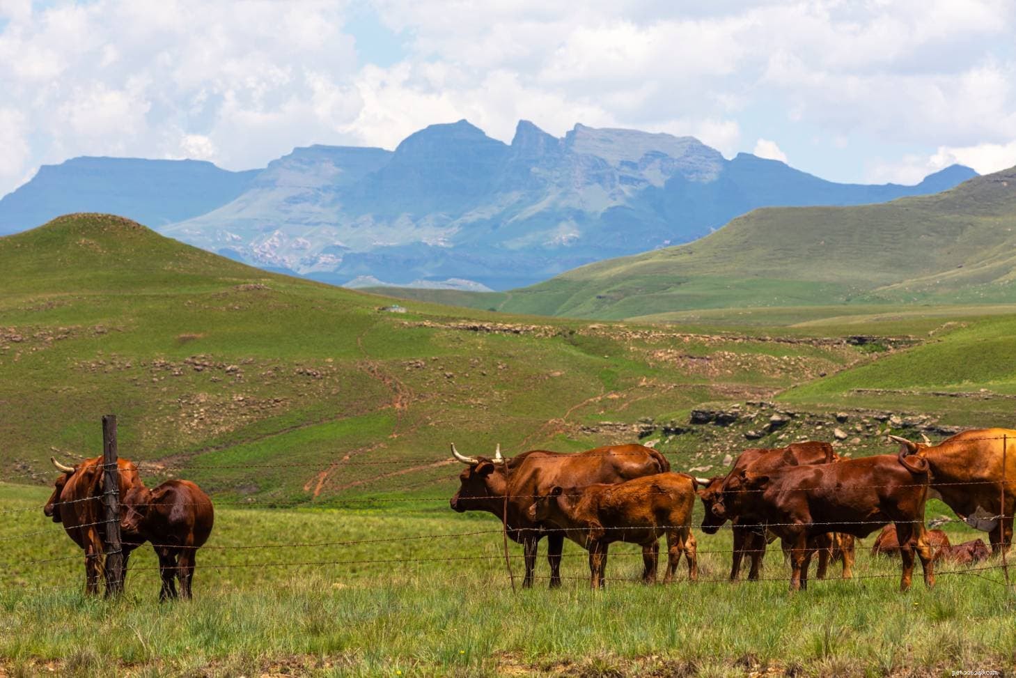 Discover the Drakensberger: South Africa’s Versatile Beef & Milk Cattle