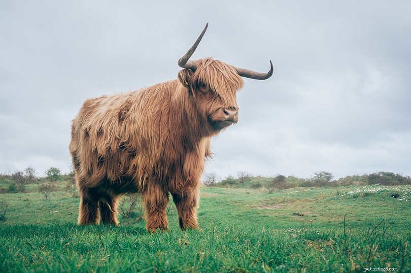 Highland Cattle: Iconic, Premium Quality Beef Breed