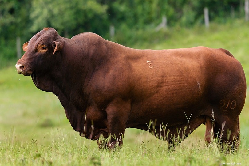 Santa Cruz Cattle: A King Ranch Hybrid for Tough Environments