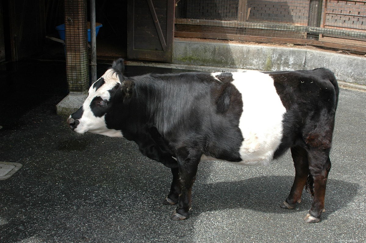 Top 11 Most Rare Cattle Breeds Worldwide