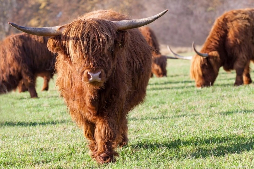 Top 15 Red Cattle Breeds: Explore Their Distinctive Coats & Characteristics