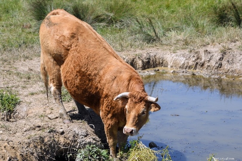 Top 15 Red Cattle Breeds: Explore Their Distinctive Coats & Characteristics
