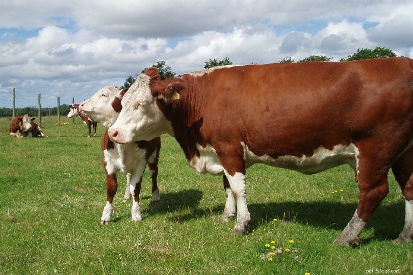 Top 15 Red Cattle Breeds: Explore Their Distinctive Coats & Characteristics
