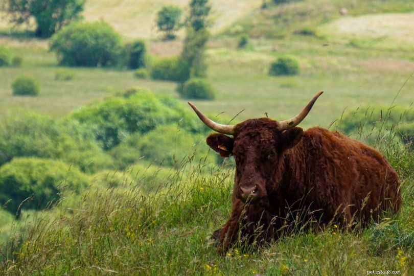 Top 15 Red Cattle Breeds: Explore Their Distinctive Coats & Characteristics