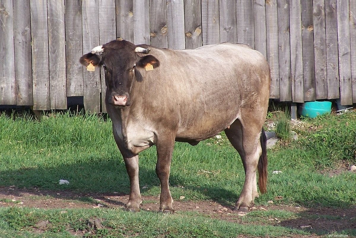 Bazadaise Cattle: France’s Heritage Beef Breed