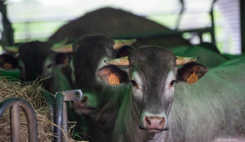 Bazadaise Cattle: France’s Heritage Beef Breed