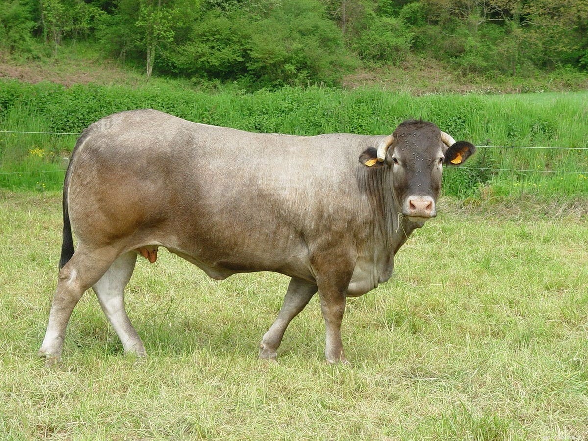 Bazadaise Cattle: France’s Heritage Beef Breed