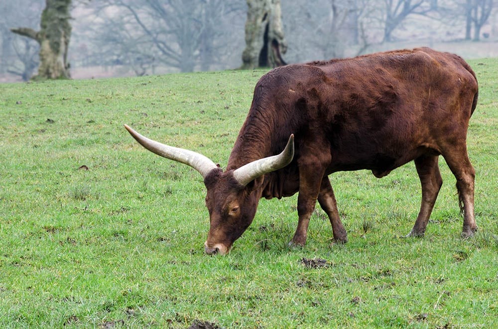 Watusi Cattle: Iconic Horned Breed Known for Grace and Versatility