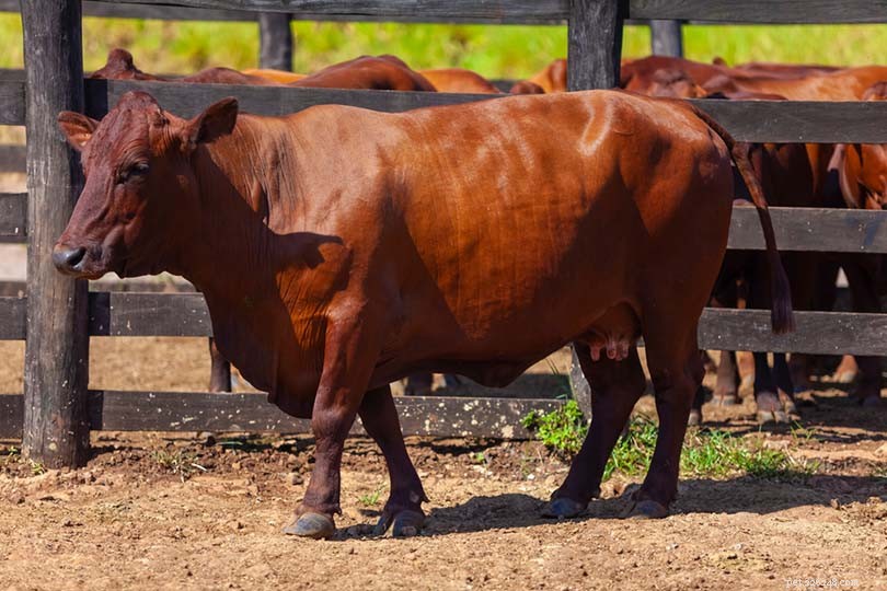 Exploring 9 Distinct African Cattle Breeds: A Comprehensive Guide