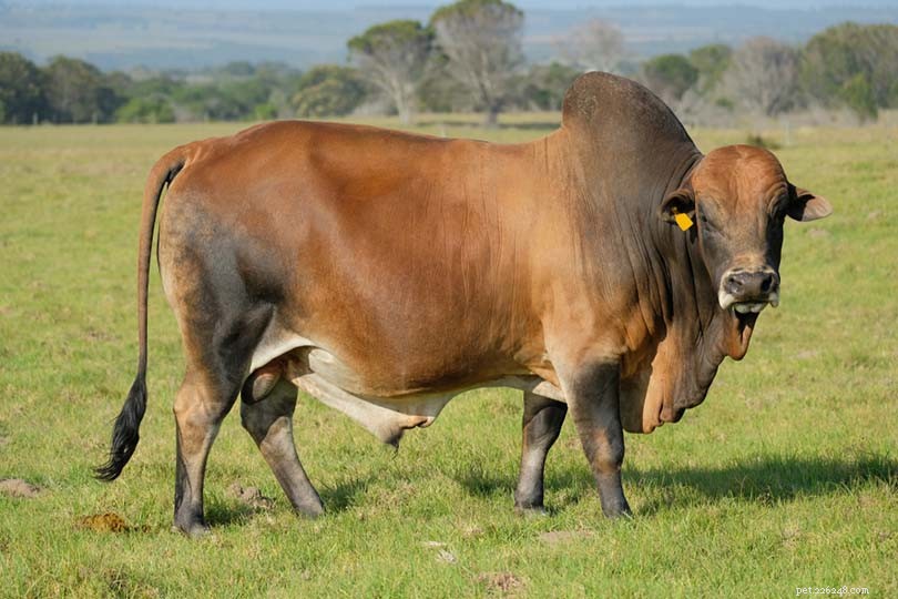 Exploring 9 Distinct African Cattle Breeds: A Comprehensive Guide