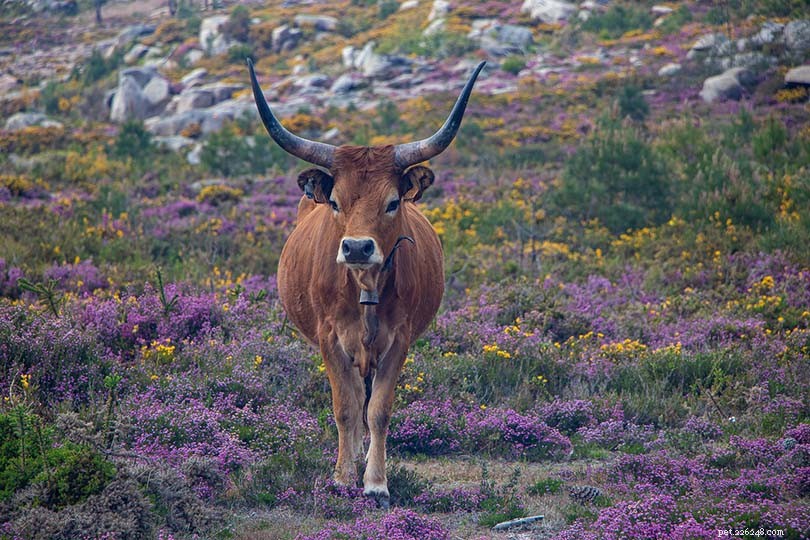 Exploring 9 Distinct African Cattle Breeds: A Comprehensive Guide