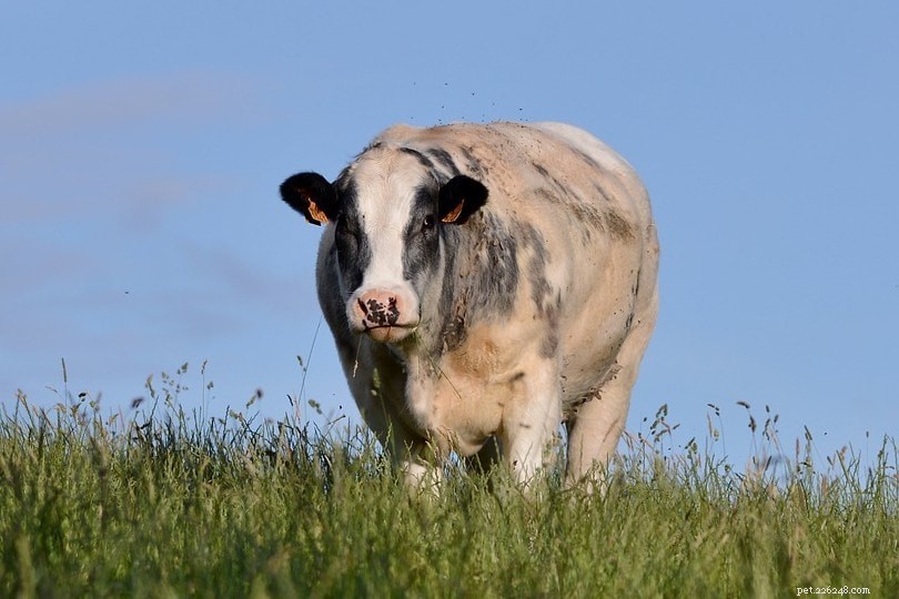 Belgian Blue Cattle: Premium Meat Production and Key Traits