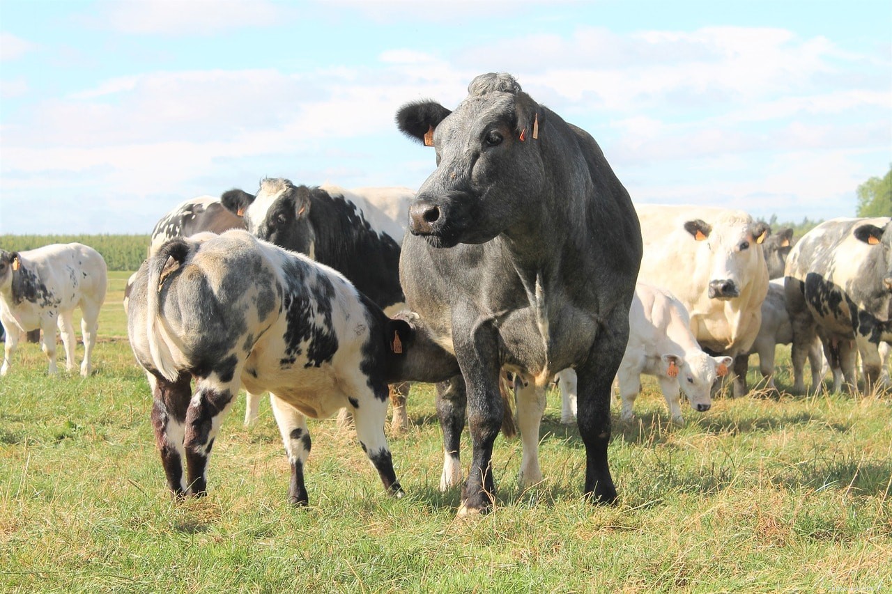 Belgian Blue Cattle: Premium Meat Production and Key Traits