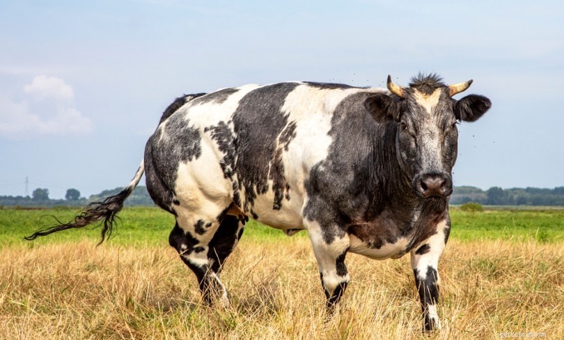 Belgian Blue Cattle: Premium Meat Production and Key Traits