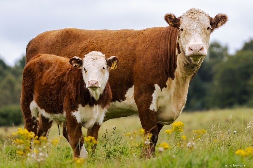Hereford Cattle: Proven Excellence in Beef Production