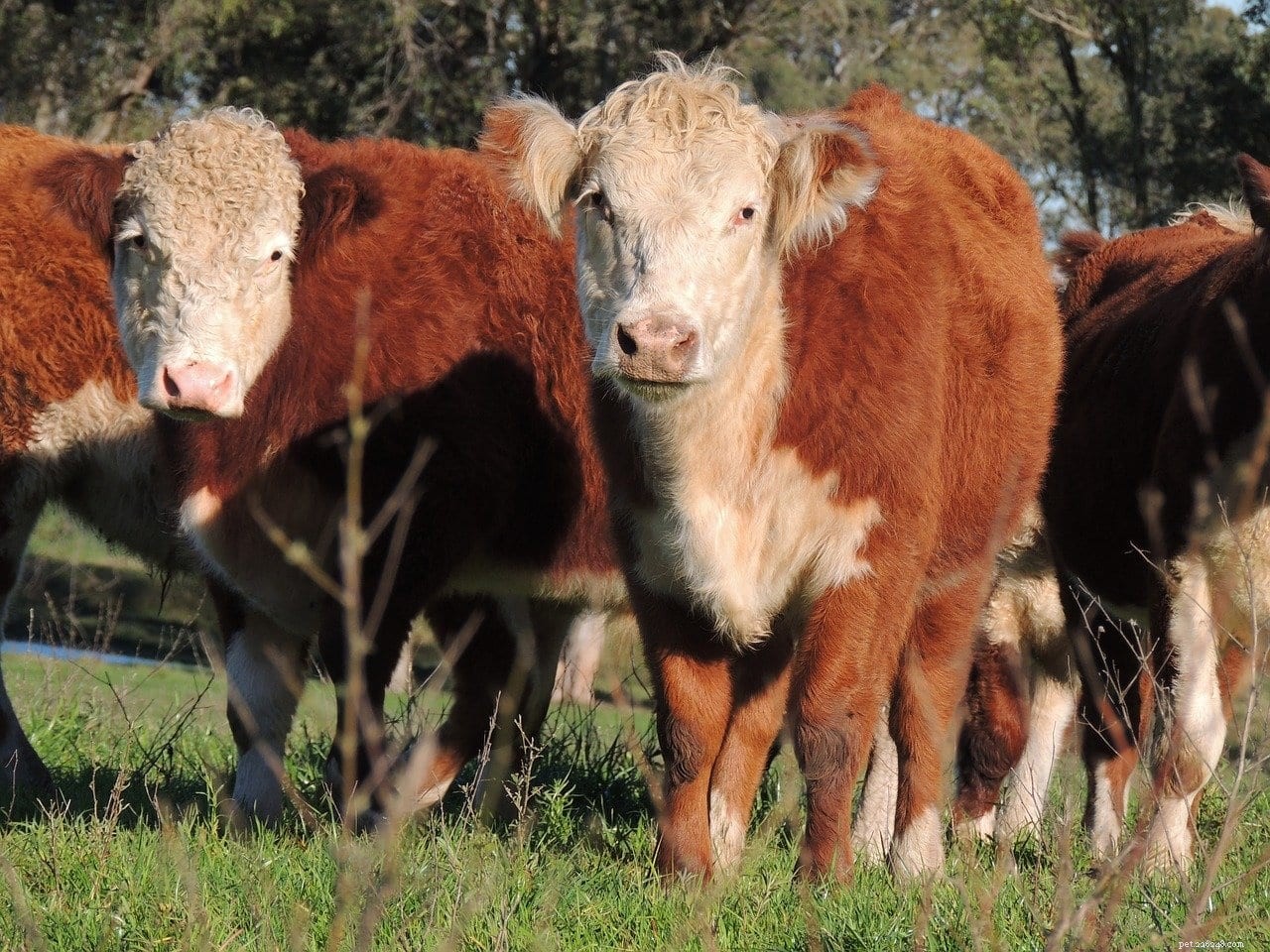 Hereford Cattle: Proven Excellence in Beef Production
