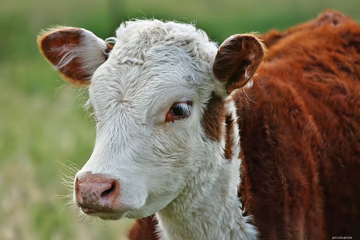 Hereford Cattle: Proven Excellence in Beef Production