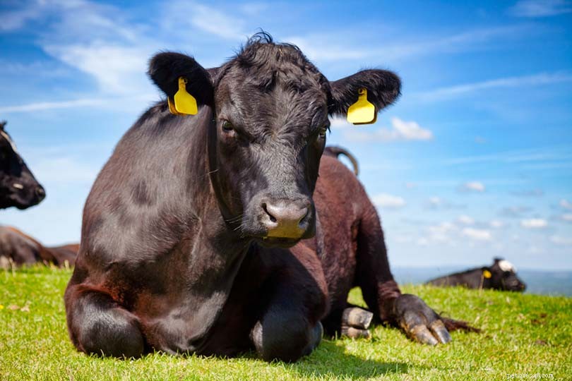 22 Classic and Rare British Cattle Breeds: A Complete Guide