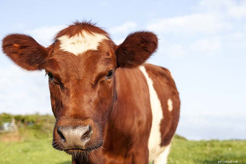 22 Classic and Rare British Cattle Breeds: A Complete Guide