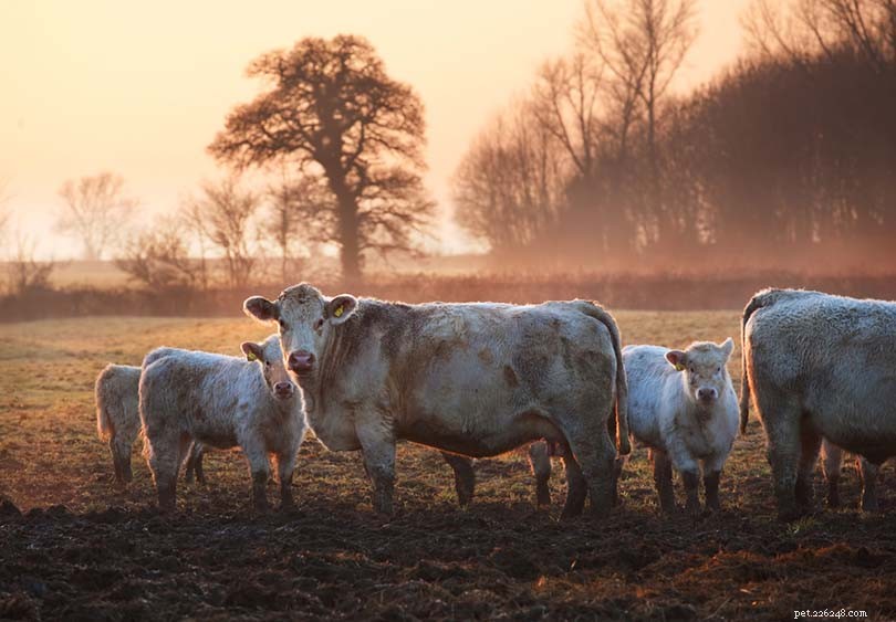 22 Classic and Rare British Cattle Breeds: A Complete Guide