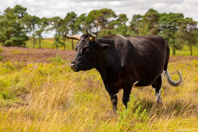 22 Classic and Rare British Cattle Breeds: A Complete Guide