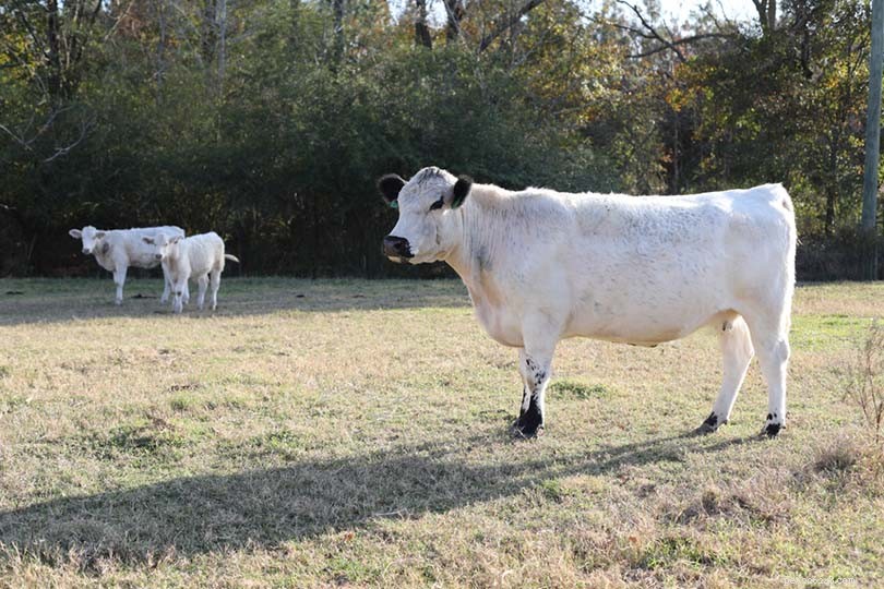 22 Classic and Rare British Cattle Breeds: A Complete Guide