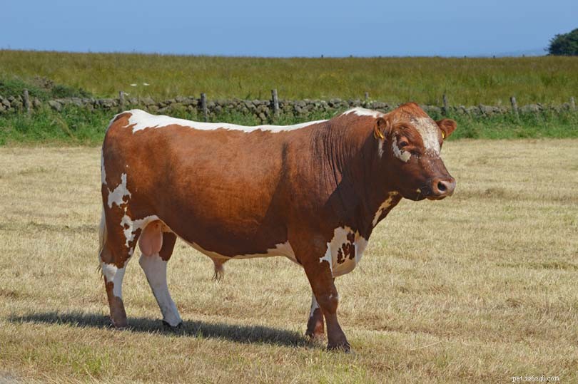22 Classic and Rare British Cattle Breeds: A Complete Guide