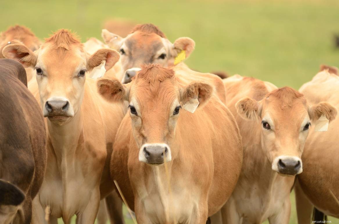 Jersey Cattle: The Premier Dairy Breed for Farm Efficiency