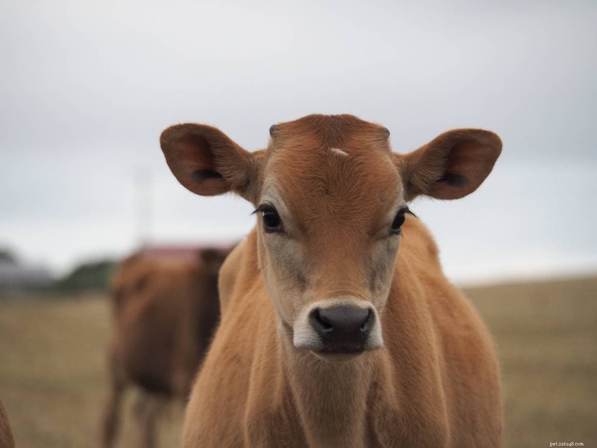 Jersey Cattle: The Premier Dairy Breed for Farm Efficiency