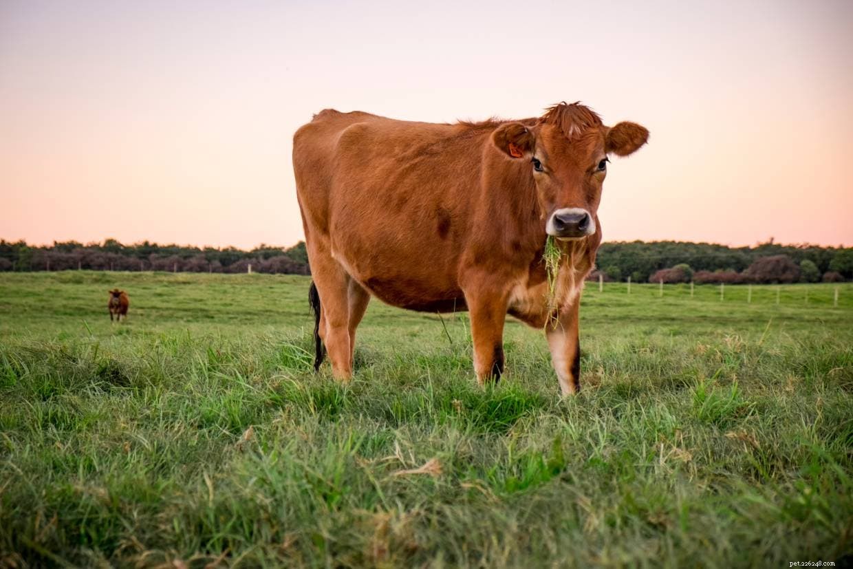 Jersey Cattle: The Premier Dairy Breed for Farm Efficiency