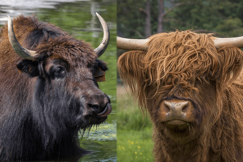 Yak vs. Highland Cattle: Key Differences Explained