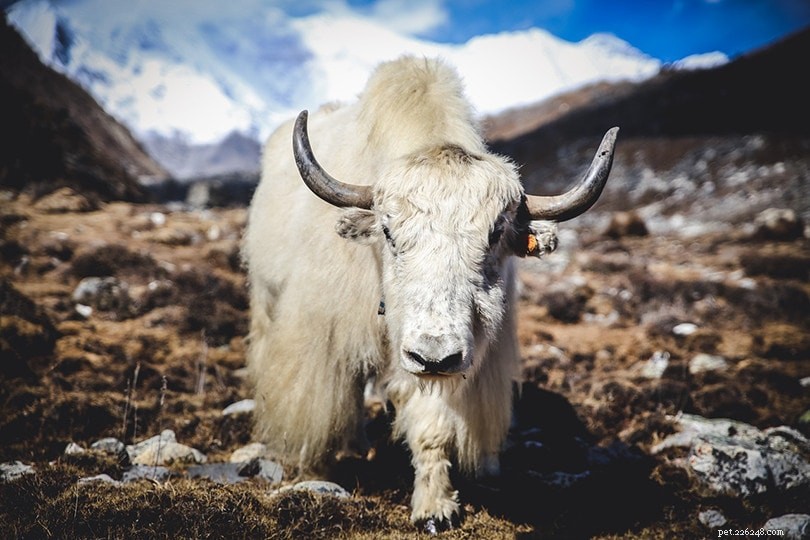 Yak vs. Highland Cattle: Key Differences Explained