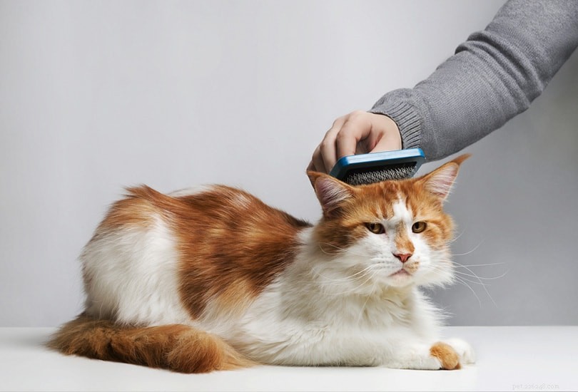 Top 10 Maine Coon Cat Brushes of 2022 – Expert Review & Recommendations