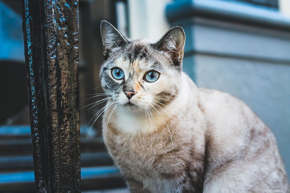 The Annual Impact of Domestic Cats on Bird Populations: 2022 Statistics