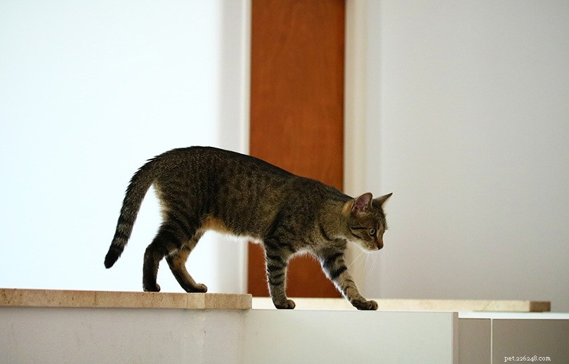 The Annual Impact of Domestic Cats on Bird Populations: 2022 Statistics
