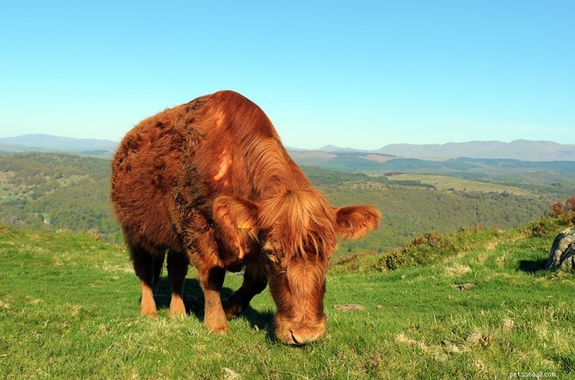 Luing Cattle: The Premier British Breed for Efficient Beef Production