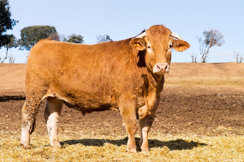 Retinta Cattle: Spain’s Robust Dark‑Red Breed for Meat & Work