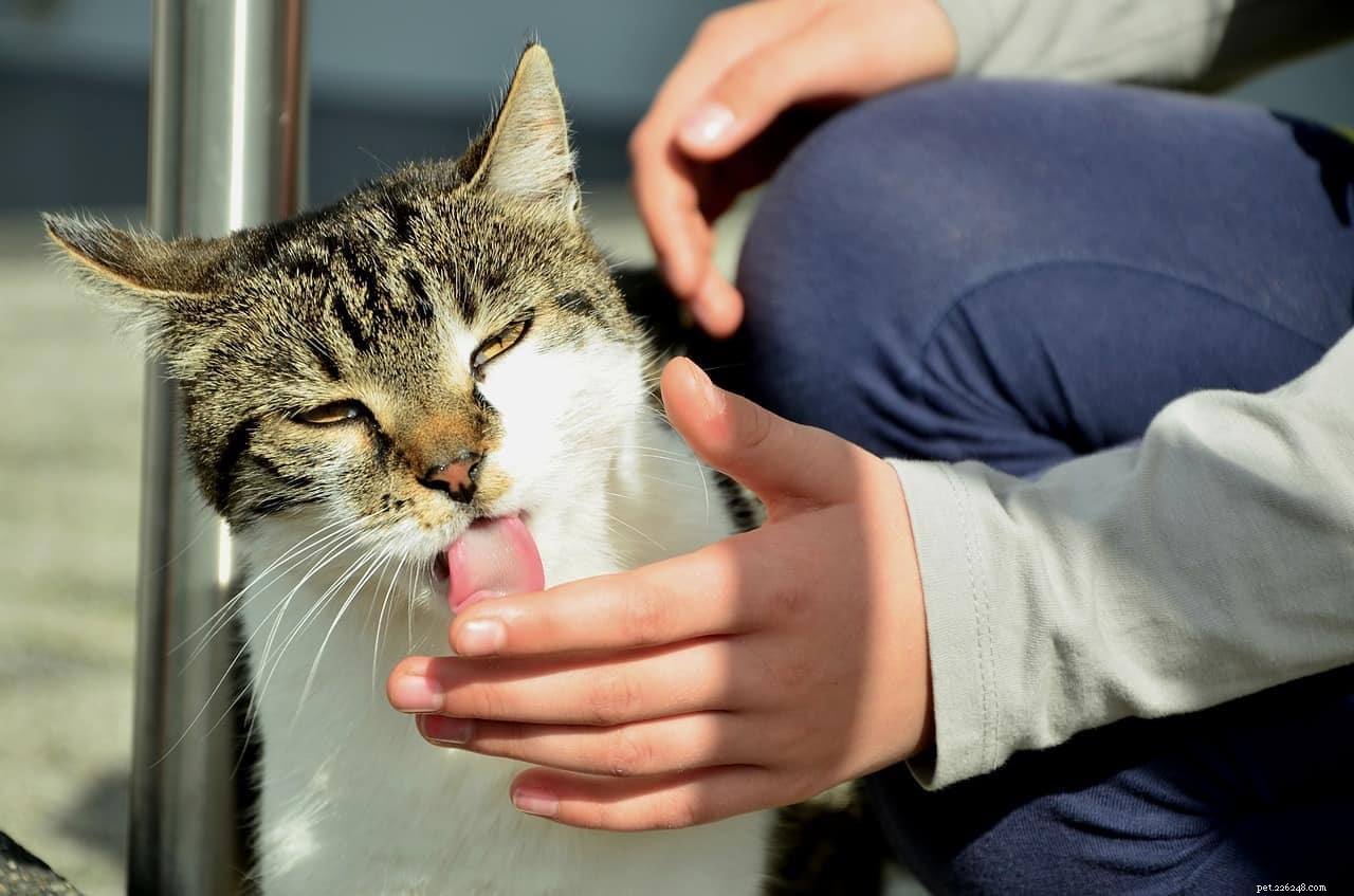 Do Cats Enjoy Being Kissed? Understanding Their Love for Human Affection