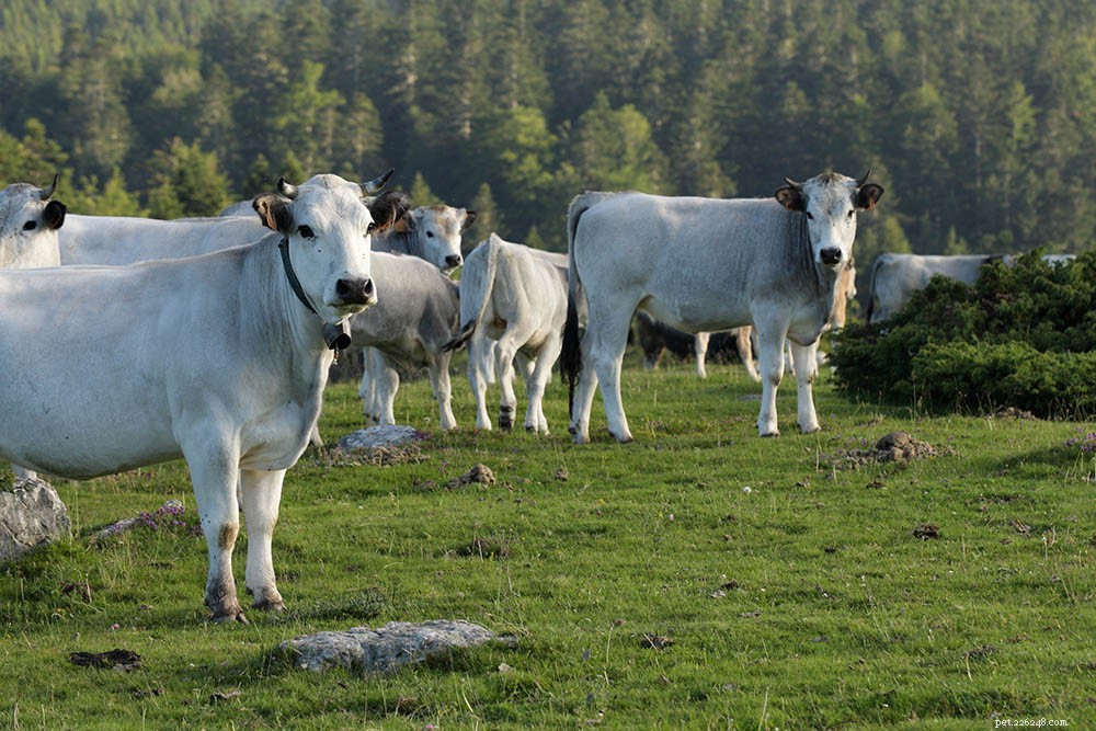 Explore 12 Renowned French Cattle Breeds: A Comprehensive Guide