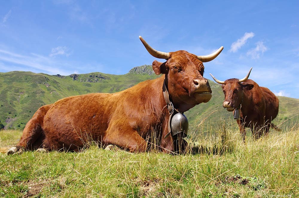 Explore 12 Renowned French Cattle Breeds: A Comprehensive Guide