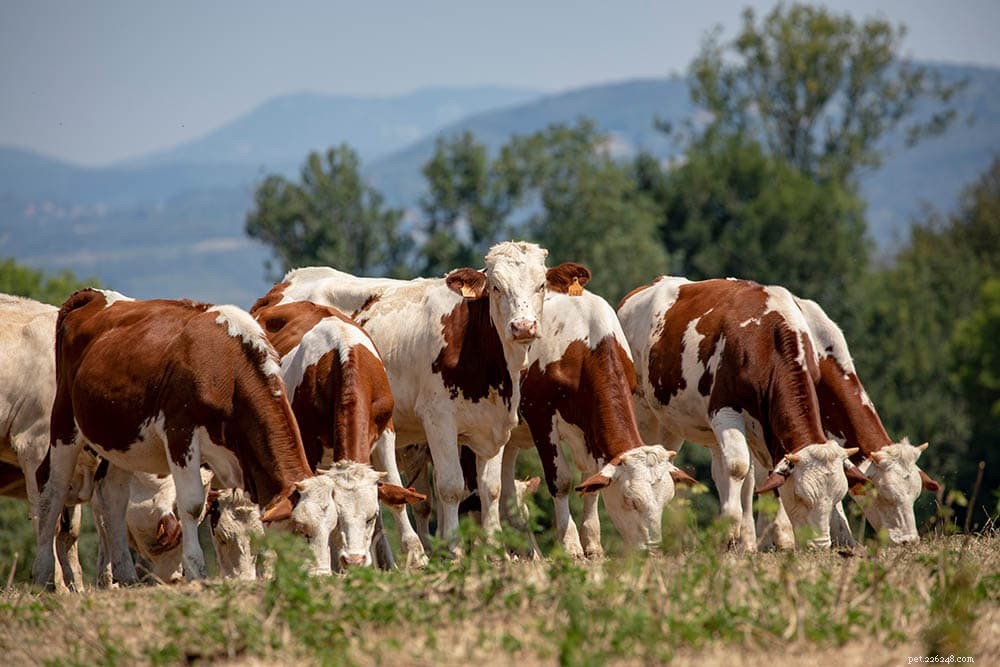 Explore 12 Renowned French Cattle Breeds: A Comprehensive Guide