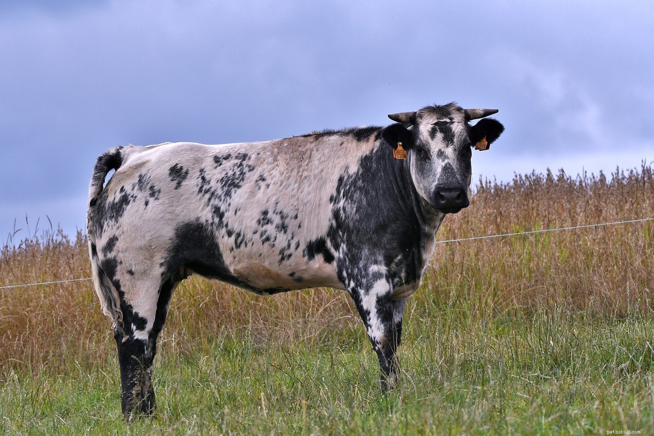 Identifying Cattle: How to Distinguish Cows, Bulls, Heifers, and Steers (Illustrated Guide)