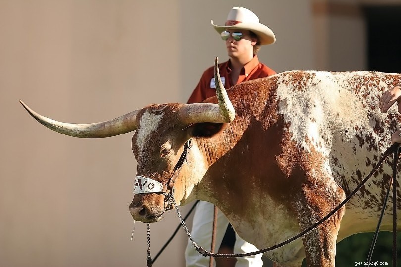 Texas Longhorn Cattle: A Resilient Heritage Breed