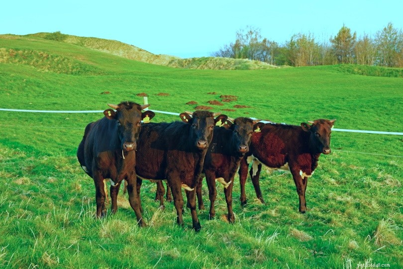 Gloucester Cattle: Reviving an English Heritage Breed