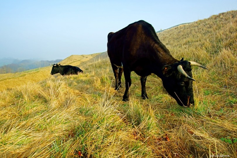 Gloucester Cattle: Reviving an English Heritage Breed