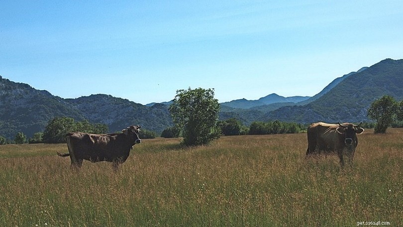 Busa Cattle: Balkan Heritage for Premium Milk & Meat